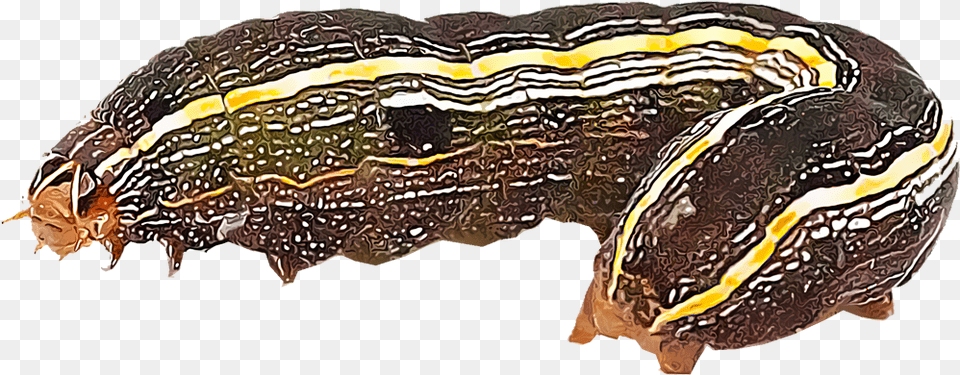 Illustration Of An Army Worm Army Worm, Animal, Invertebrate Free Png
