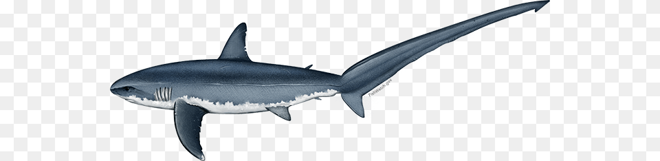 Illustration Of An Atlantic Common Thresher Shark Shark, Animal, Fish, Sea Life Png