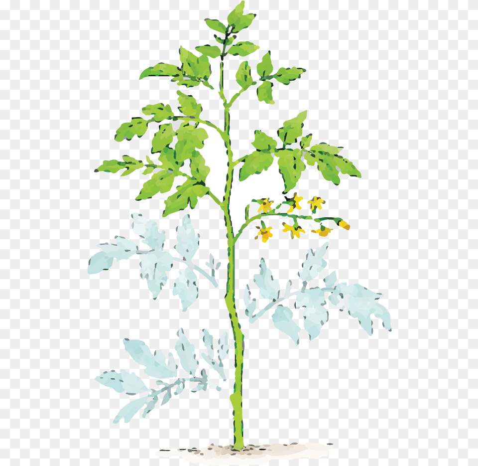 Illustration Of Dust Covered Plant Leaves Trim A Tomato Plant, Leaf, Oak, Tree, Sycamore Png