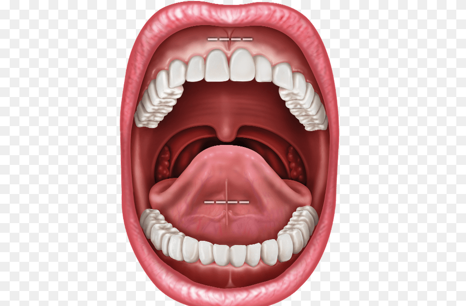 Illustration Of Inside Of Mouth Dental Frenum, Body Part, Person, Birthday Cake, Food Png