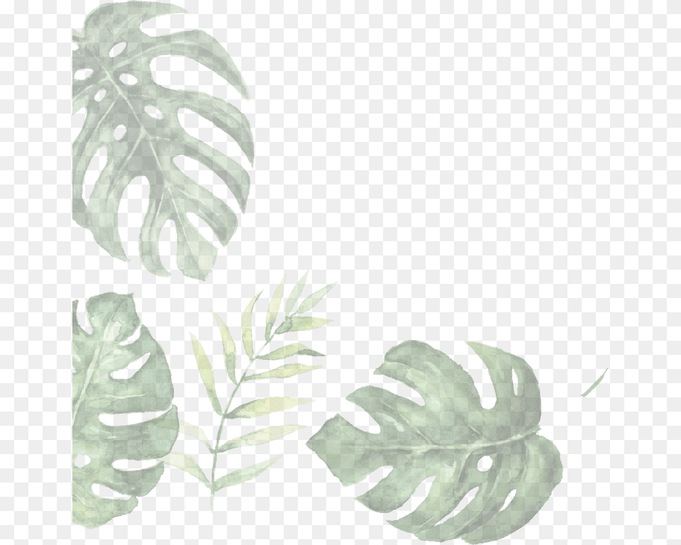 Illustration Of Leaves Illustration, Green, Leaf, Plant, Fern Png