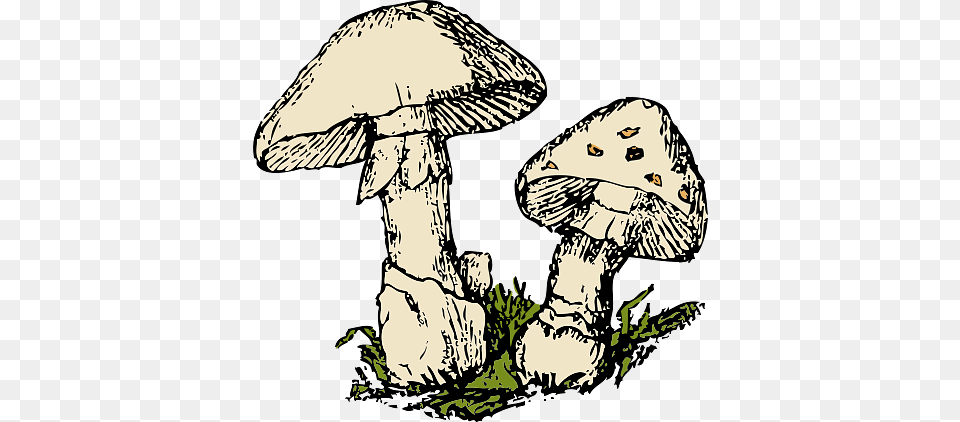 Illustration Of Mushrooms, Agaric, Baby, Fungus, Mushroom Free Transparent Png