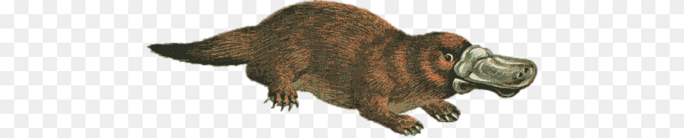 Illustration Of Platypus, Animal, Mammal, Rodent, Bear Png Image