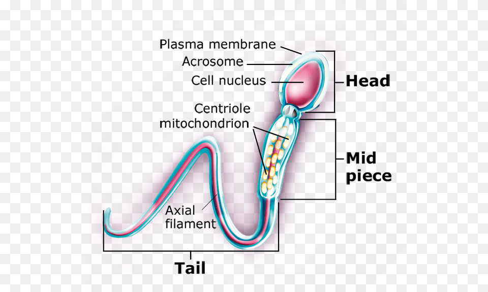 Illustration Of Sperm Cell Diagram, Person Png Image