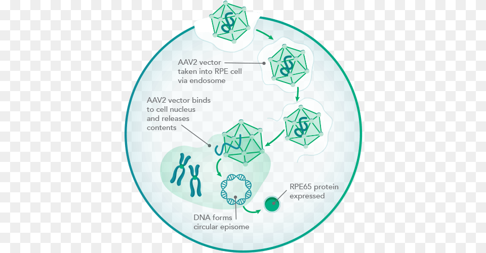 Illustration Of The Rpe65 Protein Production Cycle Circle, Disk Free Transparent Png