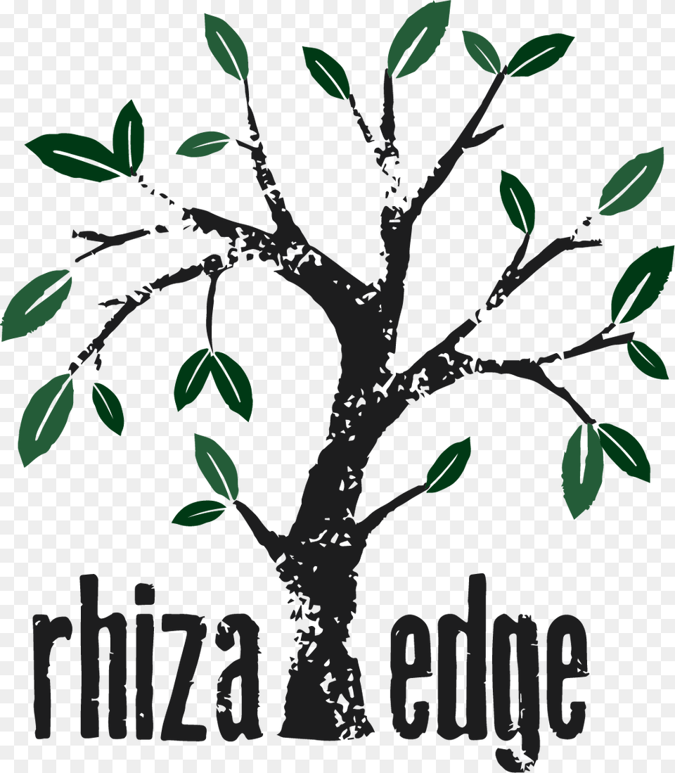 Illustration Rhiza Press, Herbal, Herbs, Leaf, Plant Png Image