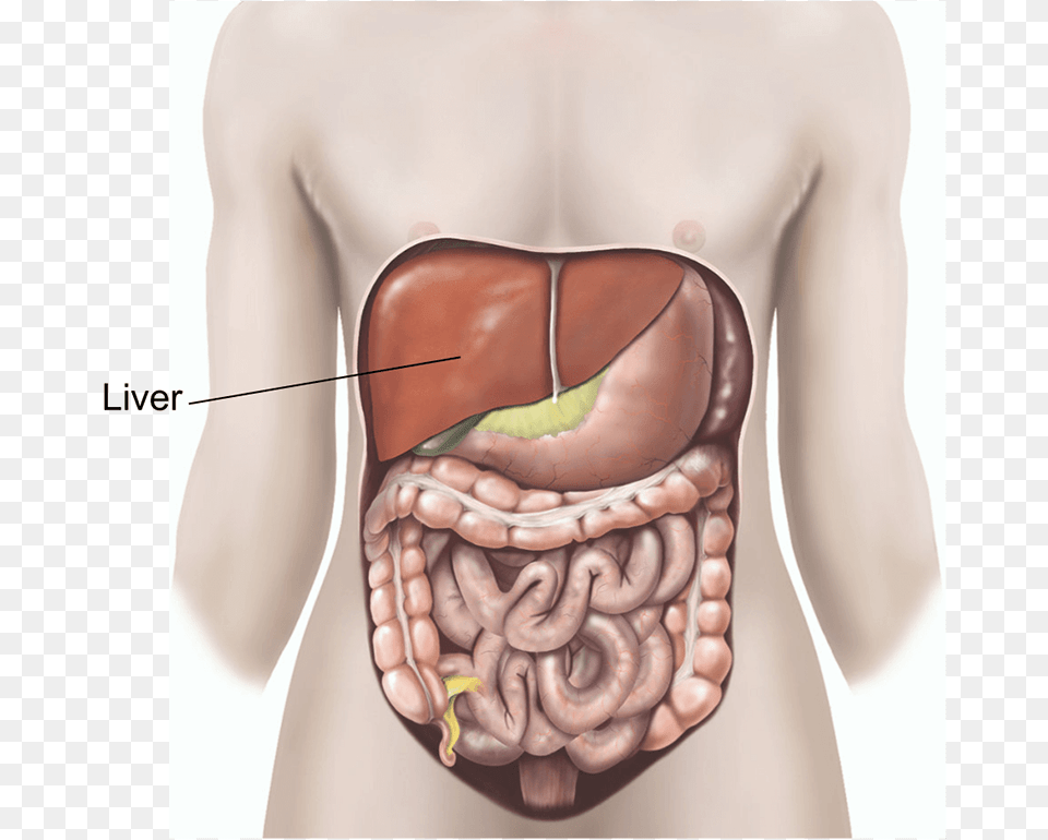 Illustration Showing A Liver Biopsy, Body Part, Stomach, Adult, Male Free Png Download