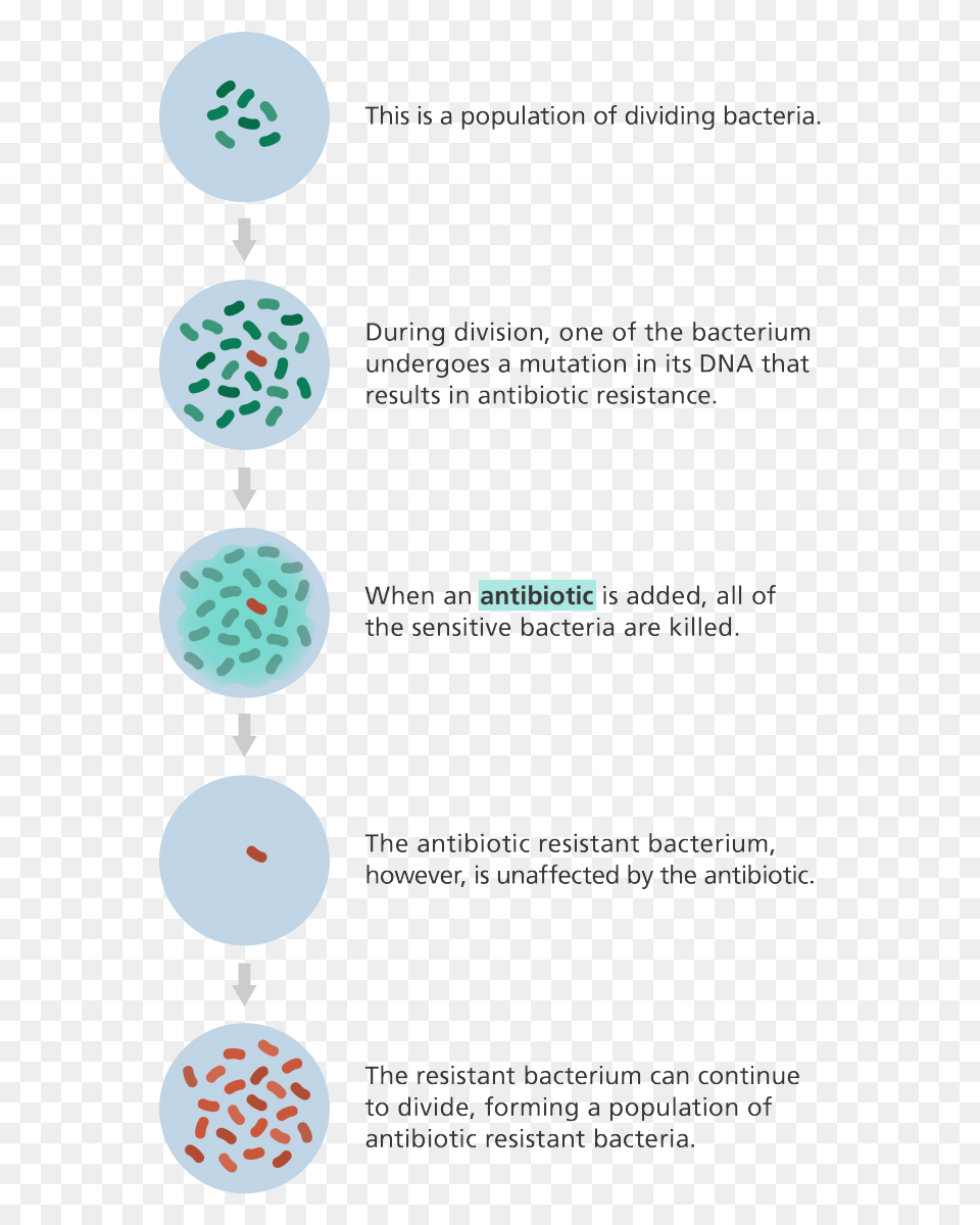 Illustration Showing How A Population Of Bacteria Can Circle, Home Decor, Rug Free Png