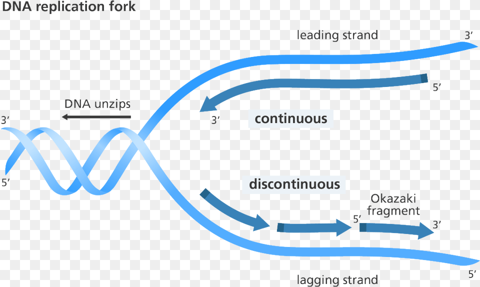 Illustration Showing Replication Of The Leading And Replication Discontinuous On One Strand, Text Free Png