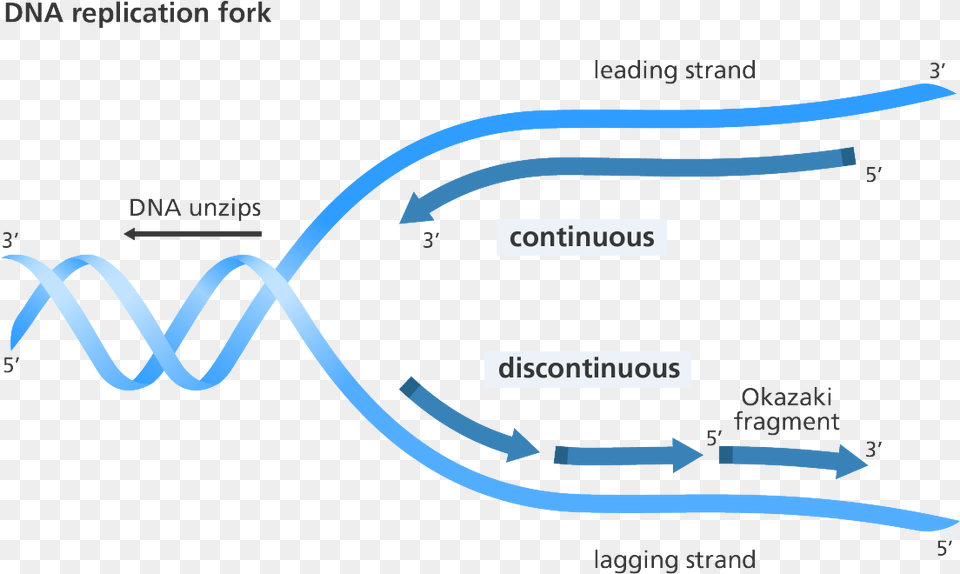 Illustration Showing Replication Of The Leading And Replication Discontinuous On One Strand, Text Png Image