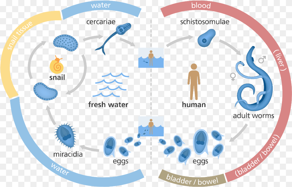 Illustration Showing The Life Cycle Of The Schistosome Schistosome Life Cycle, Person, Disk Png