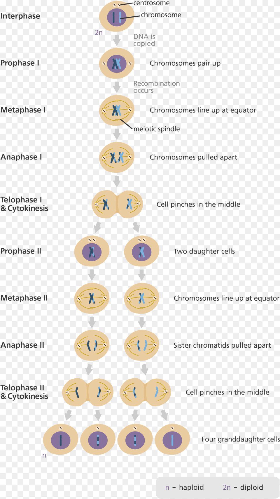 Illustration Showing The Nine Stages Of Meiosis Phases Of Meiosis In The Correct Sequential Order, Text, Number, Symbol Free Png