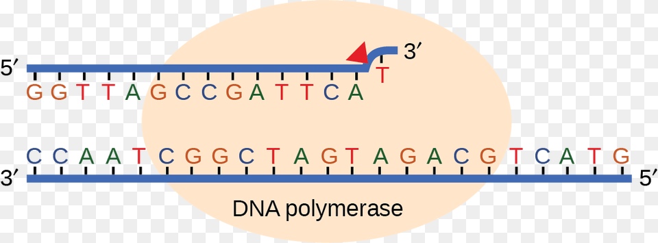 Illustration Shows Dna Polymerase Replicating A Strand Circle, Chart, Plot, Text, Number Free Png