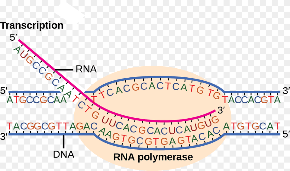 Illustration Shows Rna Synthesis By Rna Polymerase Transcription Direction, Chart, Plot Free Png