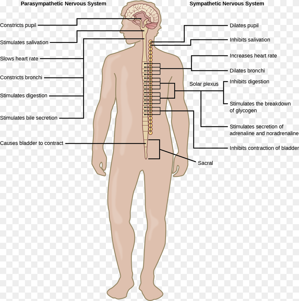 Illustration Shows The Effects Of The Sympathetic And Parasympathetic Nervous System Located, Adult, Male, Man, Person Png Image