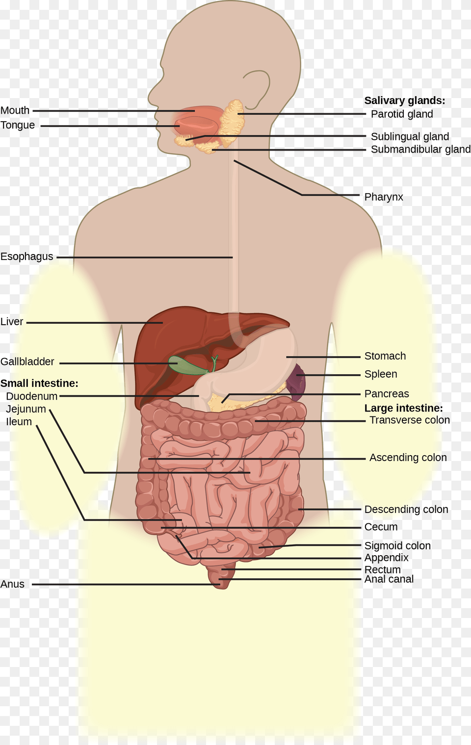 Illustration Shows The Human Lower Digestive System Gender Neutral Digestive System, Chart, Plot, Person, Face Png