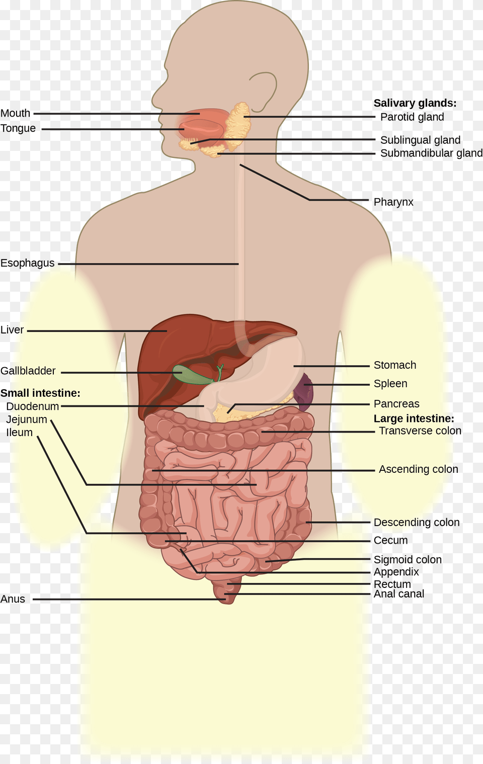 Illustration Shows The Human Lower Digestive System Small Intestine, Chart, Plot, Person, Face Png
