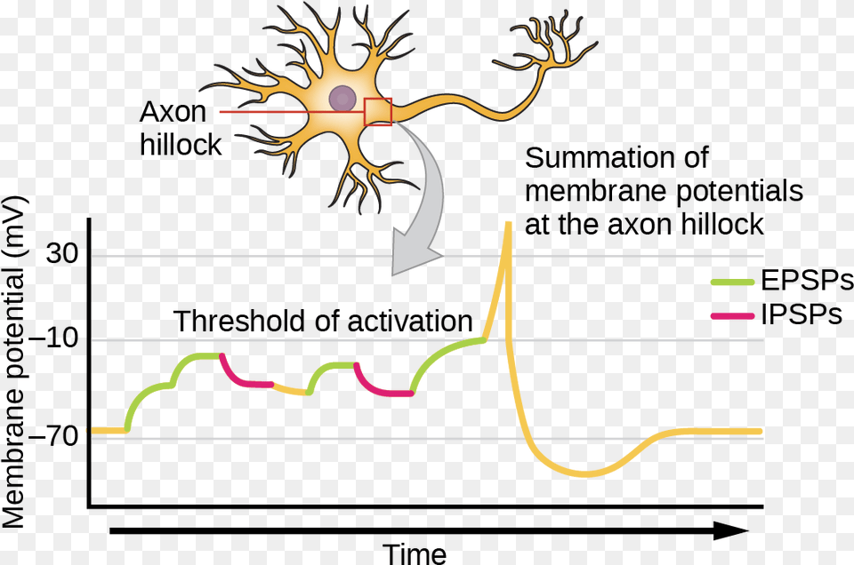 Illustration Shows The Location Of The Axon Hillock Axon Hillock And Summation Png