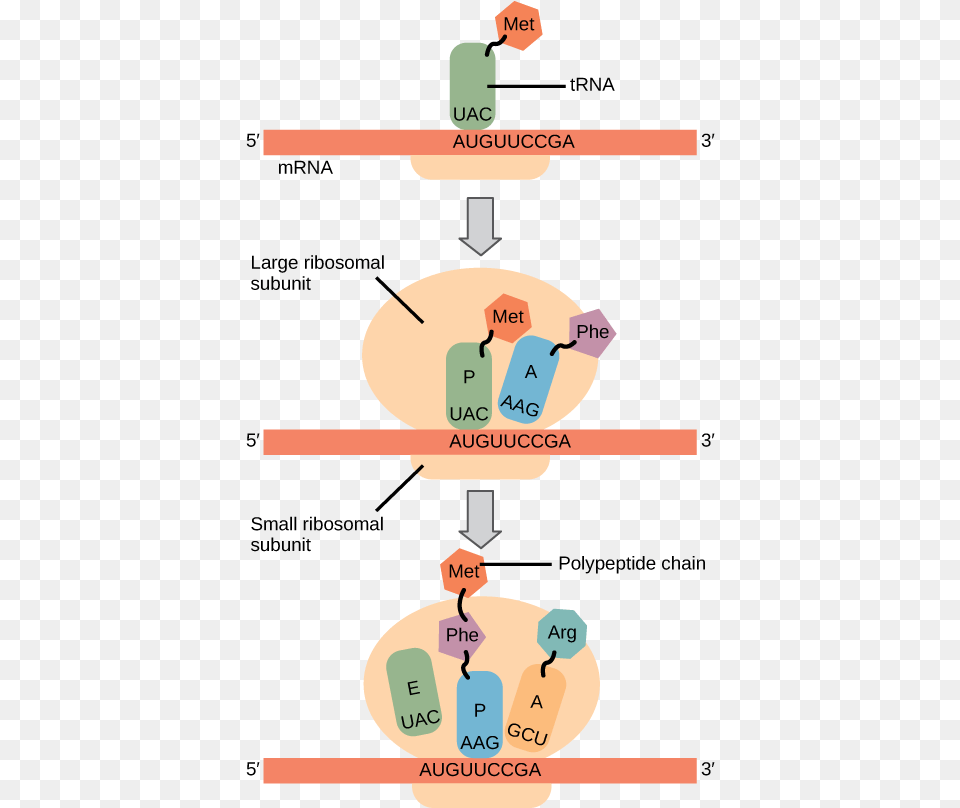 Illustration Shows The Steps Of Protein Synthesis Png