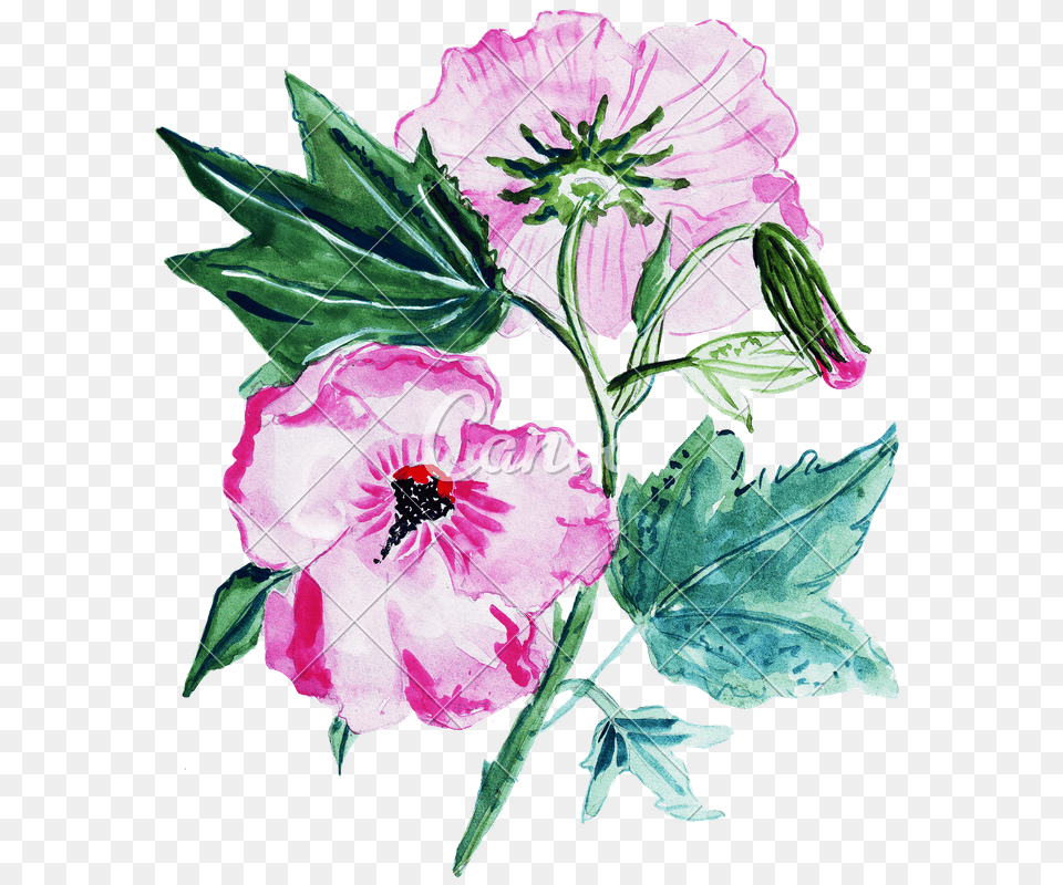 Illustration Sketch Several Begonia Flowers In A Bouquet, Flower, Plant, Hibiscus, Rose Free Png