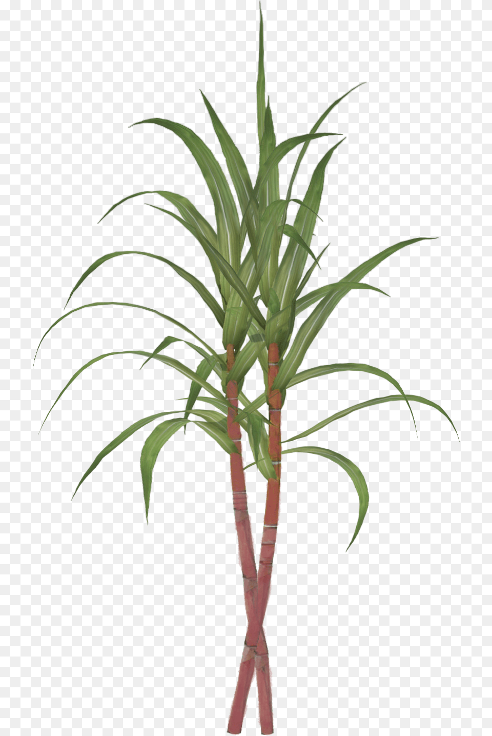 Illustration Sugar Cane, Plant, Palm Tree, Tree Free Transparent Png