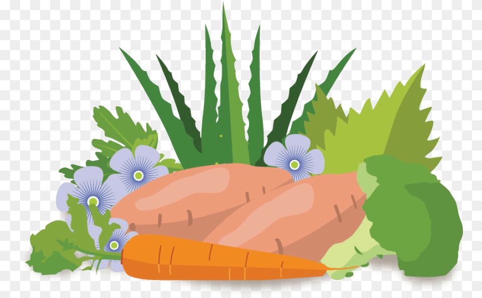Illustration Transparent Cartoons Illustration, Carrot, Food, Plant, Produce Free Png