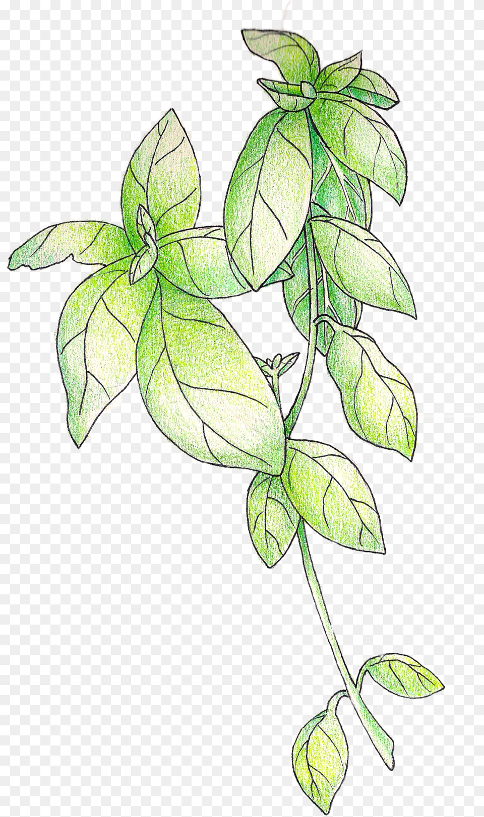 Illustration U2014 Christi Difrank Line Art, Leaf, Plant, Vine, Drawing Png Image
