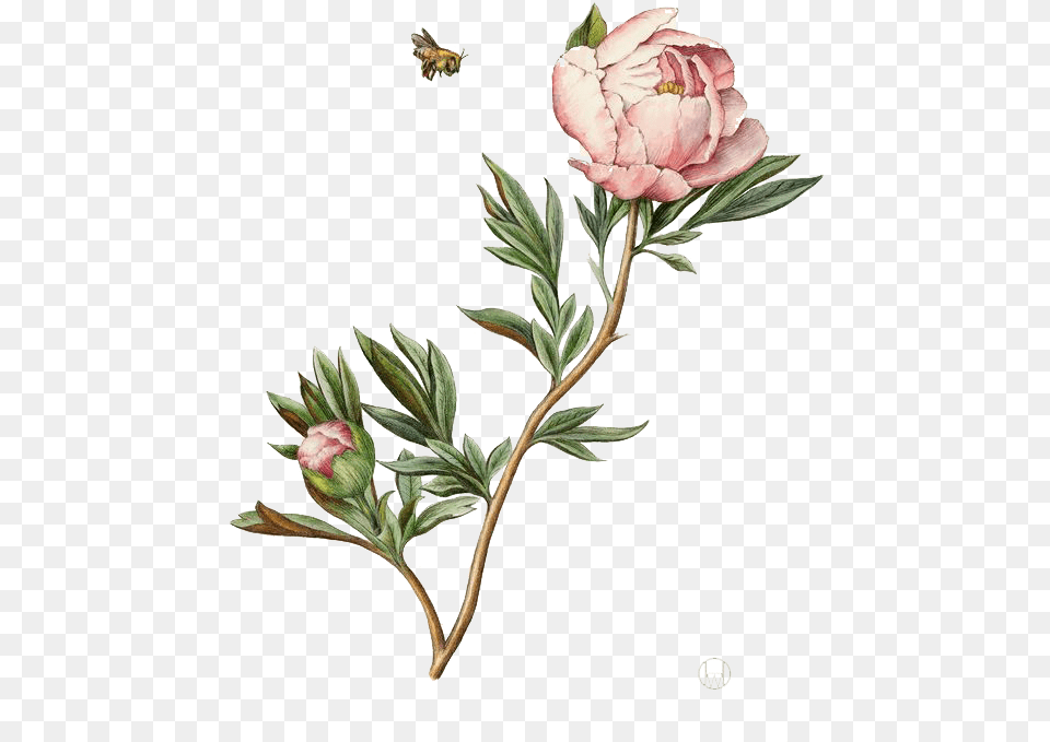 Illustration Watercolor Painting Peony Botanical Illustration Watercolor, Flower, Plant, Sprout, Bud Free Png Download
