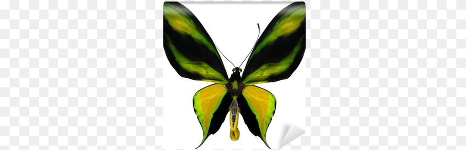 Illustration With Tropical Yellow And Green Butterfly Butterflies, Animal, Bee, Insect, Invertebrate Free Png Download