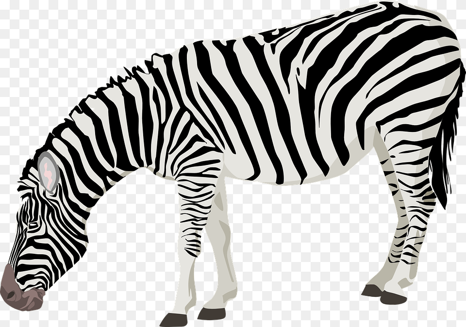 Illustrations Black And White Gallery Images, Animal, Mammal, Wildlife, Zebra Free Png