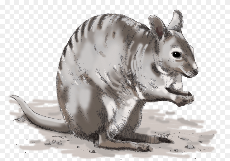 Illustrations For Any Media Armadillo, Animal, Mammal, Pig Png