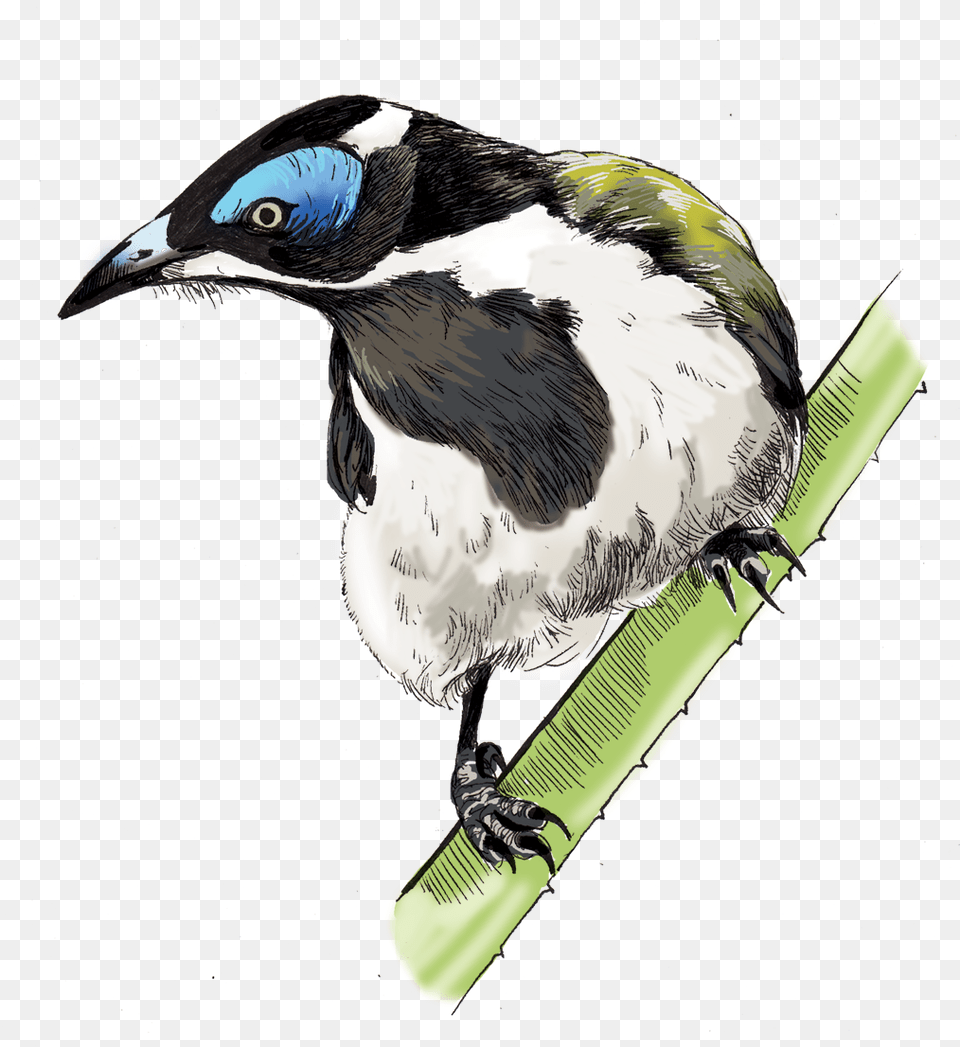 Illustrations For Any Media European Swallow, Animal, Beak, Bird, Jay Free Transparent Png