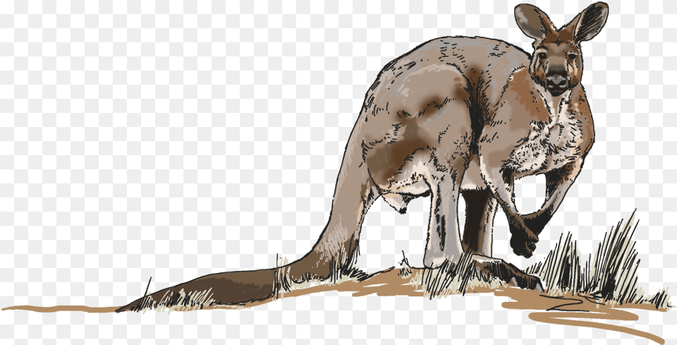 Illustrations For Any Media Kangaroo, Animal, Mammal Free Transparent Png