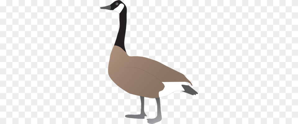 Illustrations Of Canada Geese Canada Goose Drawing, Animal, Bird, Waterfowl Free Transparent Png