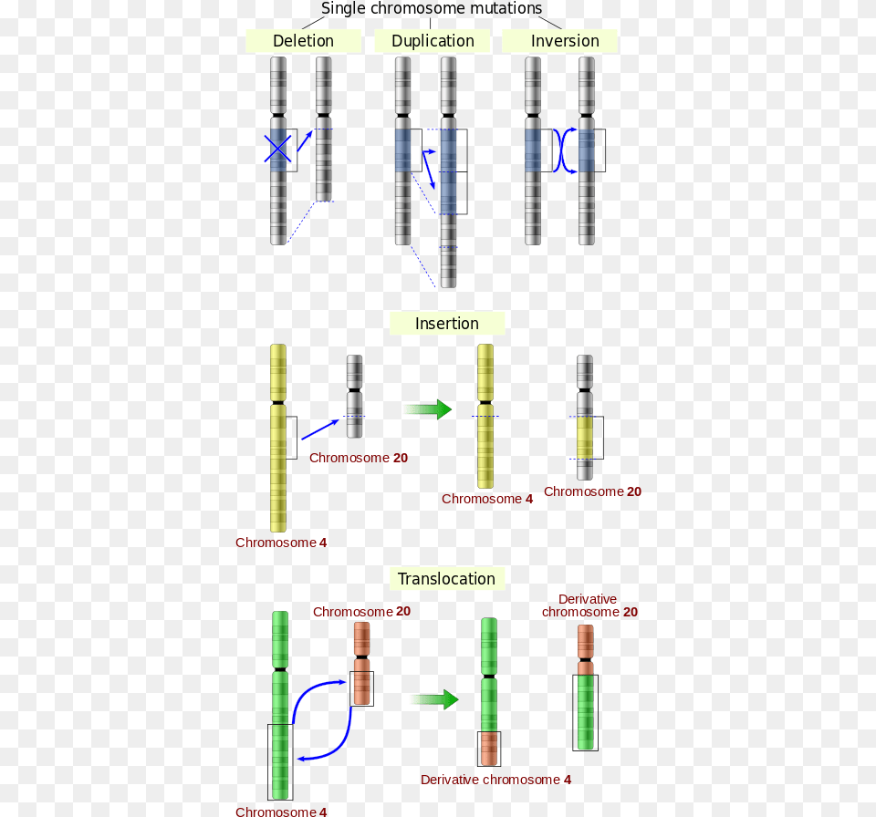 Illustrations Of Five Types Of Chromosomal Mutations Figure 123 Common Nucleotide Level Mutations, Blade, Razor, Weapon Png