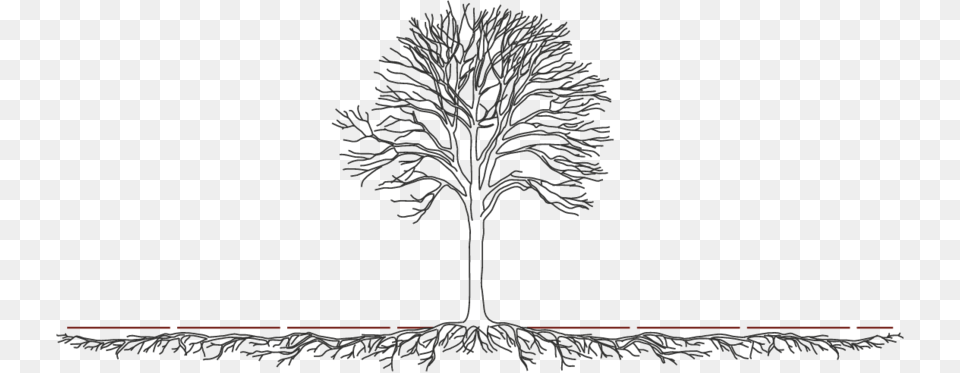 Illustrative View Of The Spread Of A Tree Root System Tree, Plant, Art, Drawing Free Png