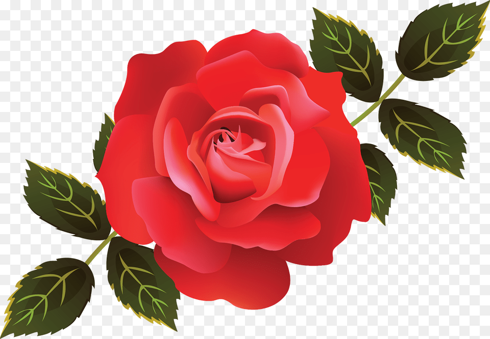 Illustrator Roses, Flower, Plant, Rose Free Png Download