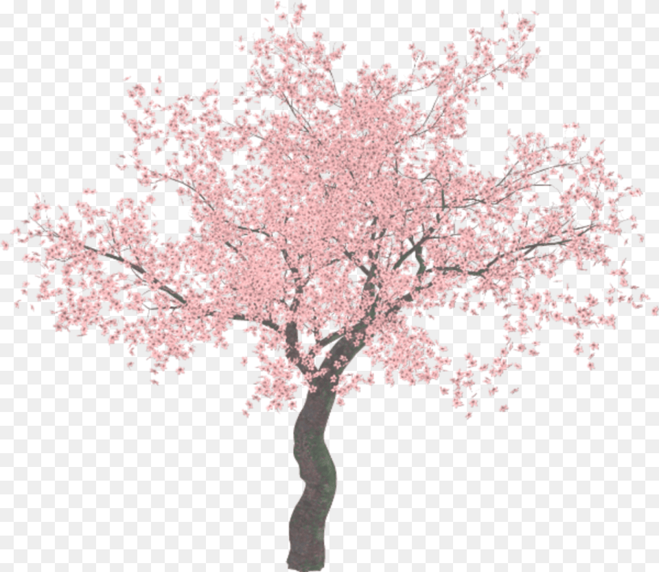 Illustrator Tree Background Cherry Blossom Tree, Flower, Plant, Cherry Blossom Png