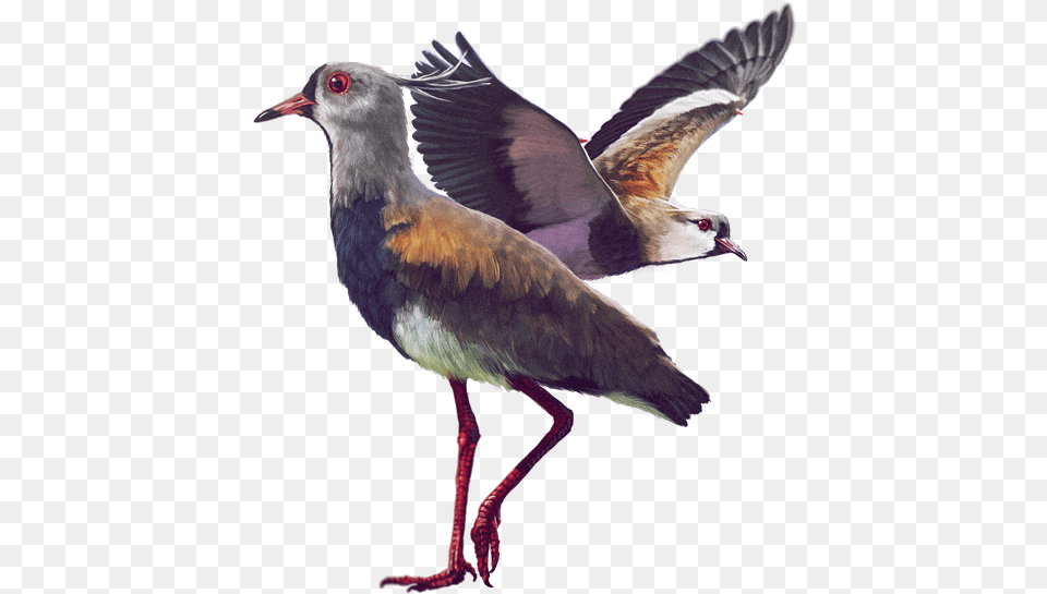 Ilustracin Aves De La Sabana De Bogota, Animal, Beak, Bird, Waterfowl Free Transparent Png