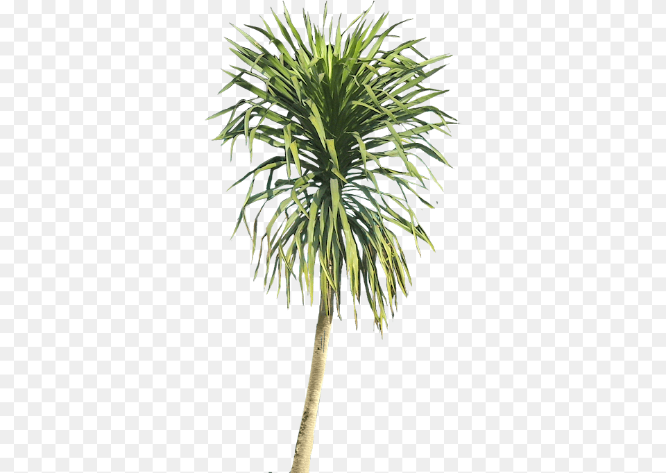 Ilustracin Planta Arbustos Jardn Vertical Paisajismo Palm Trees, Palm Tree, Plant, Tree Png Image