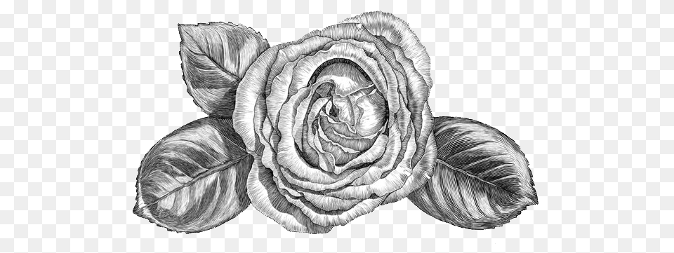 Image, Art, Drawing, Flower, Plant Free Png