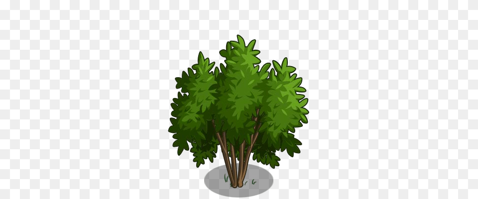 Image, Conifer, Green, Vegetation, Tree Png