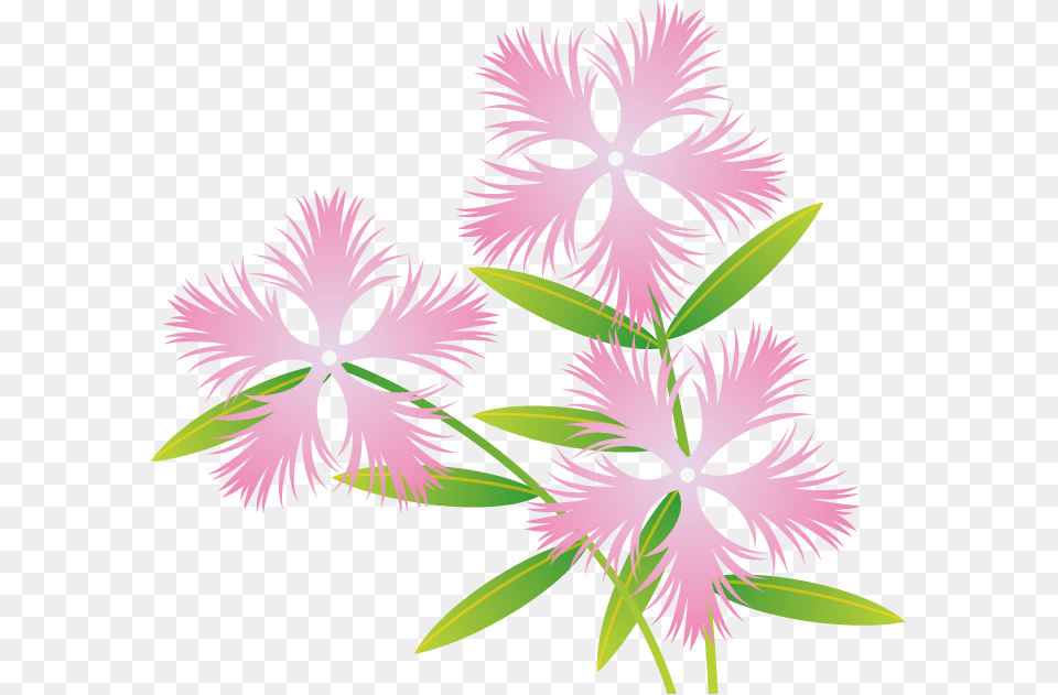 Image, Flower, Plant, Carnation Png