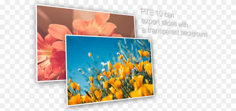 Image, Flower, Petal, Plant, Art Free Transparent Png
