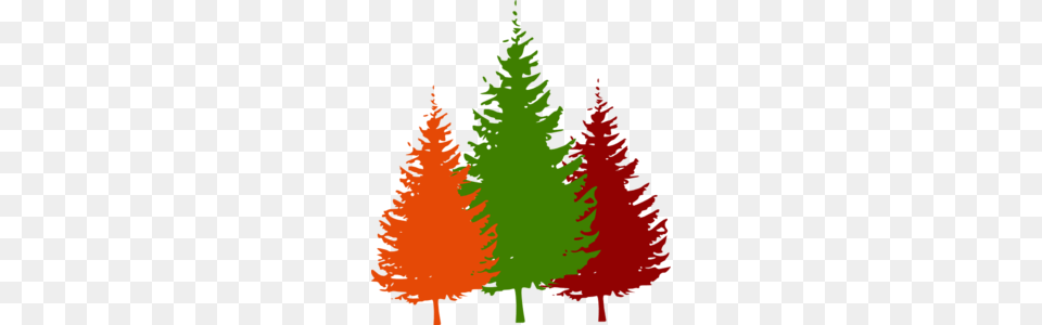 Image, Conifer, Fir, Plant, Tree Free Png Download