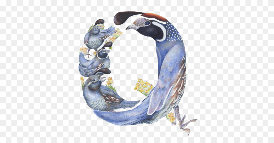 Animal, Bird, Quail Png Image