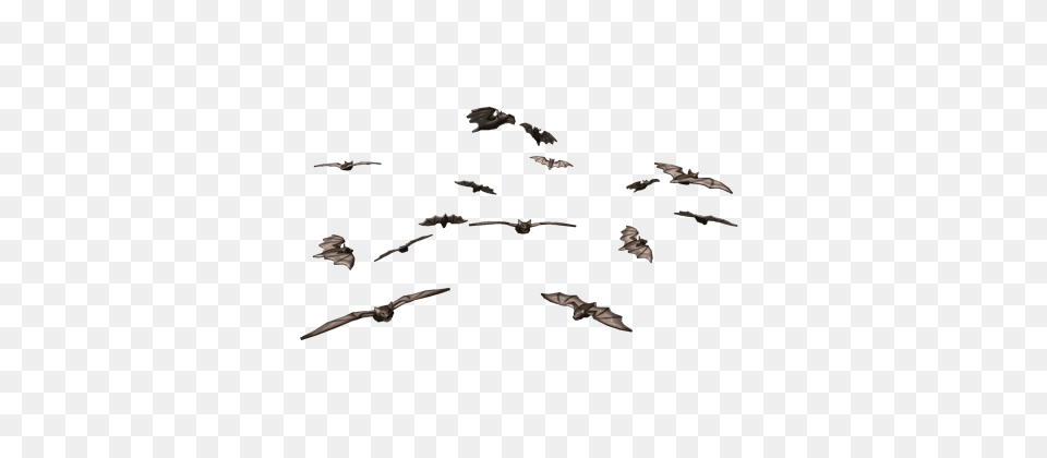 Image, Animal, Bird, Flying, Mammal Free Png