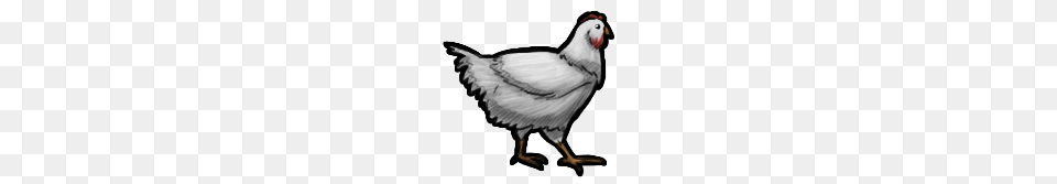 Image, Animal, Bird, Chicken, Fowl Free Transparent Png