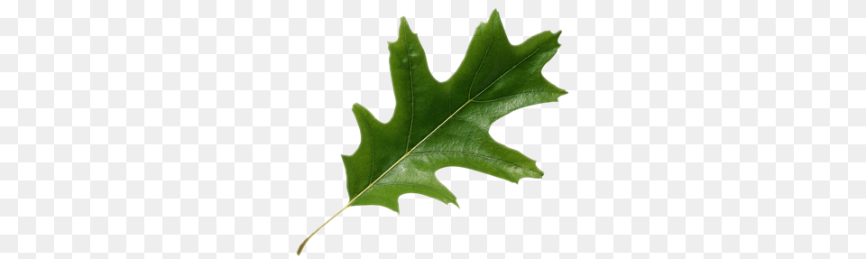 Image, Leaf, Plant, Tree, Maple Leaf Free Transparent Png
