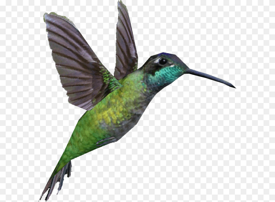Image, Animal, Bird, Hummingbird Png